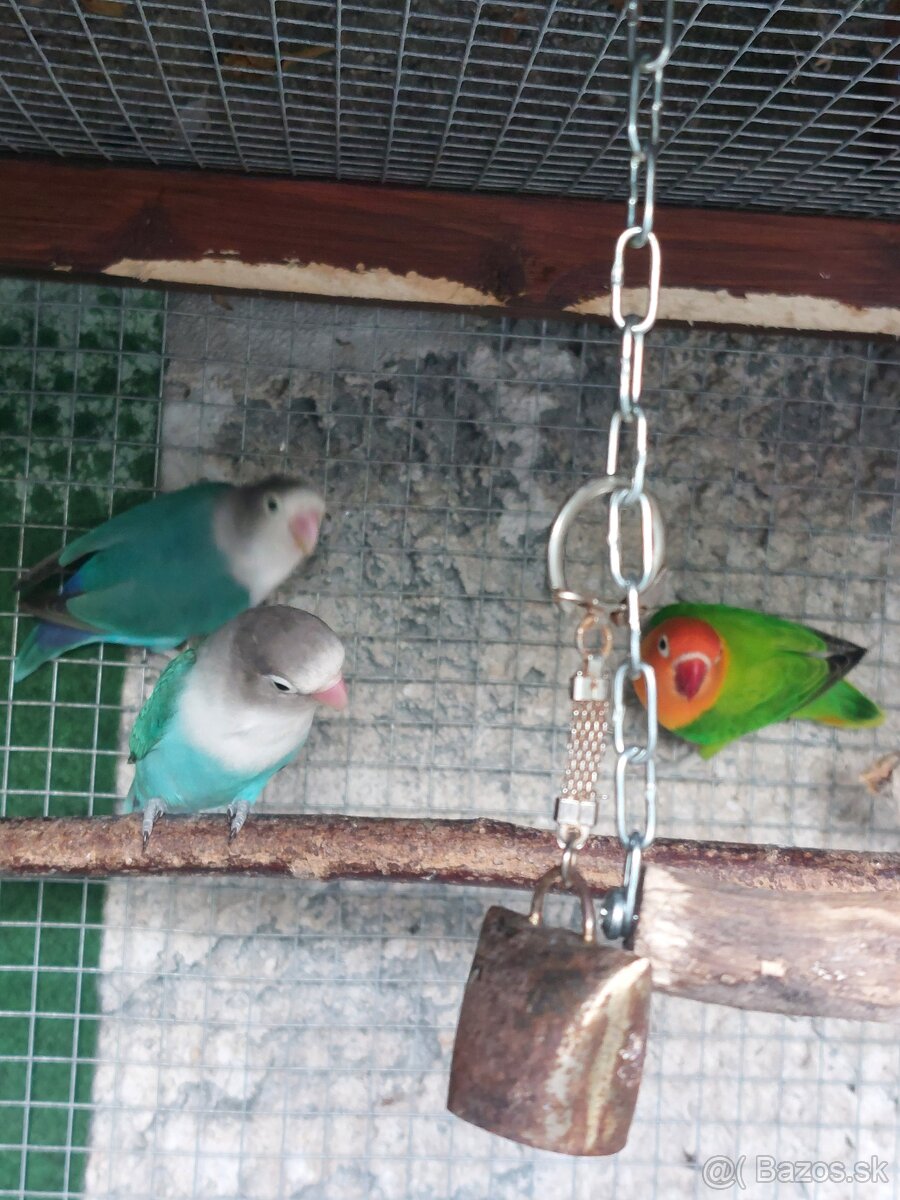 Agapornis fisher - 2