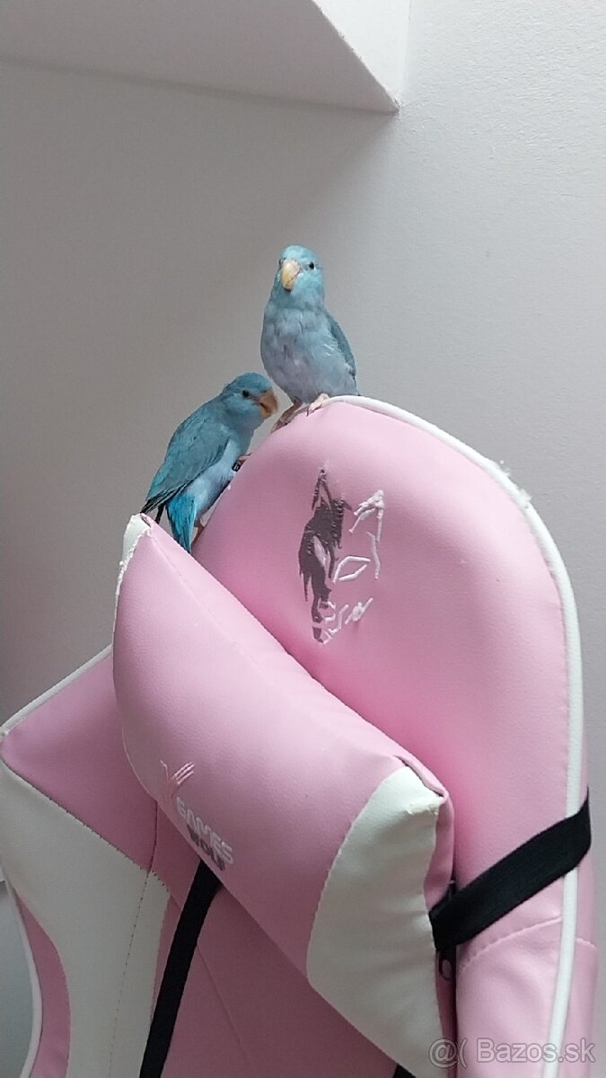 Predávam Forpusy - 2