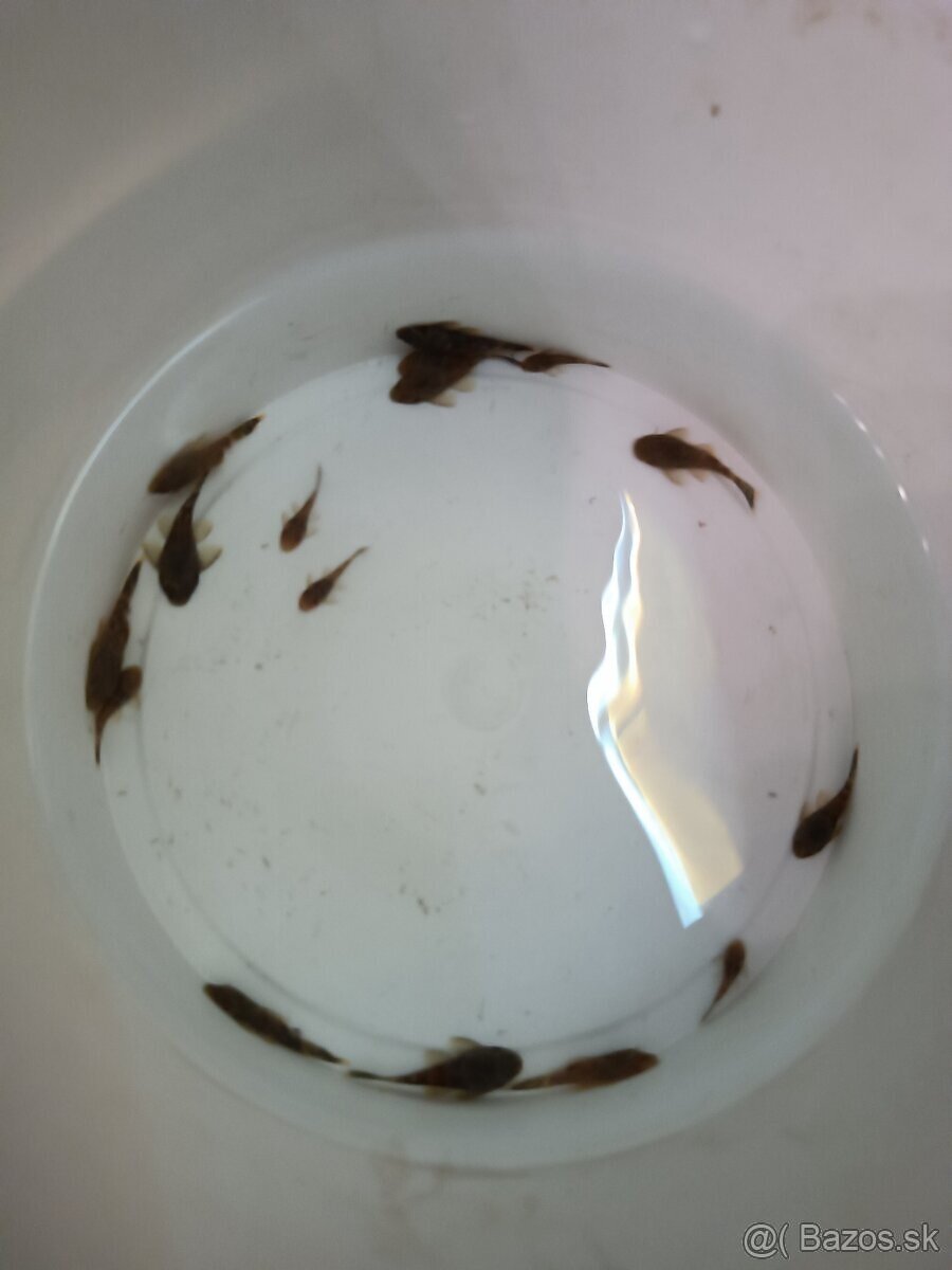 Darujem prisavnikov - 2