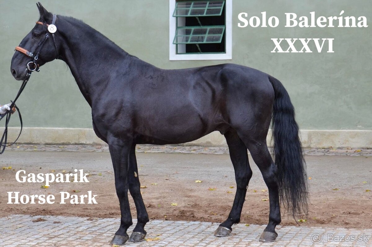 Pripustenie Kladrubákom - 2