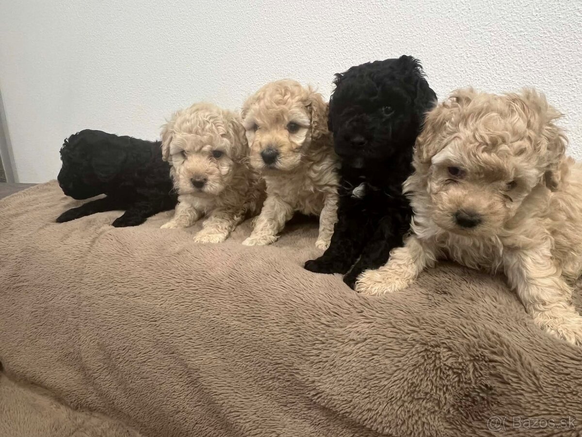 Pudel Trpasliči - 2