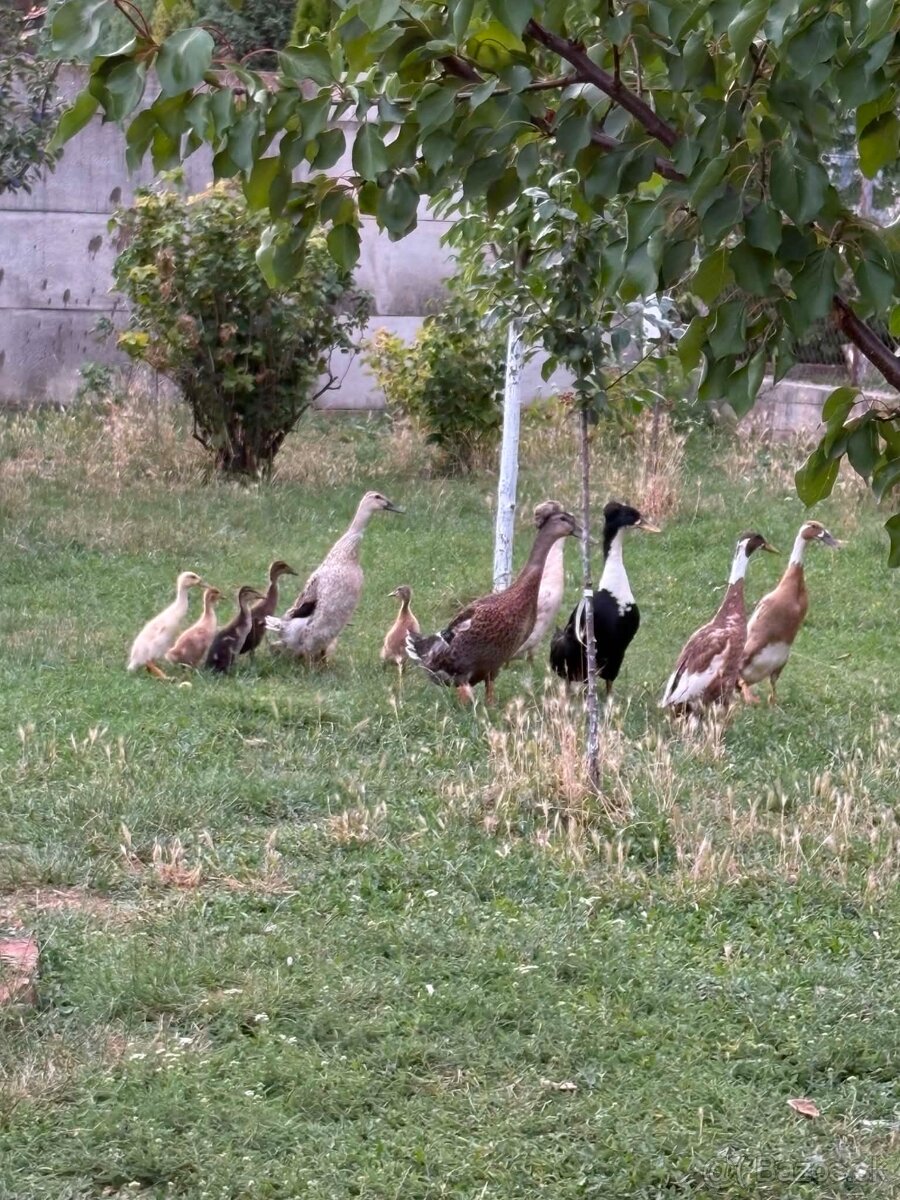 Indické bežce - 2