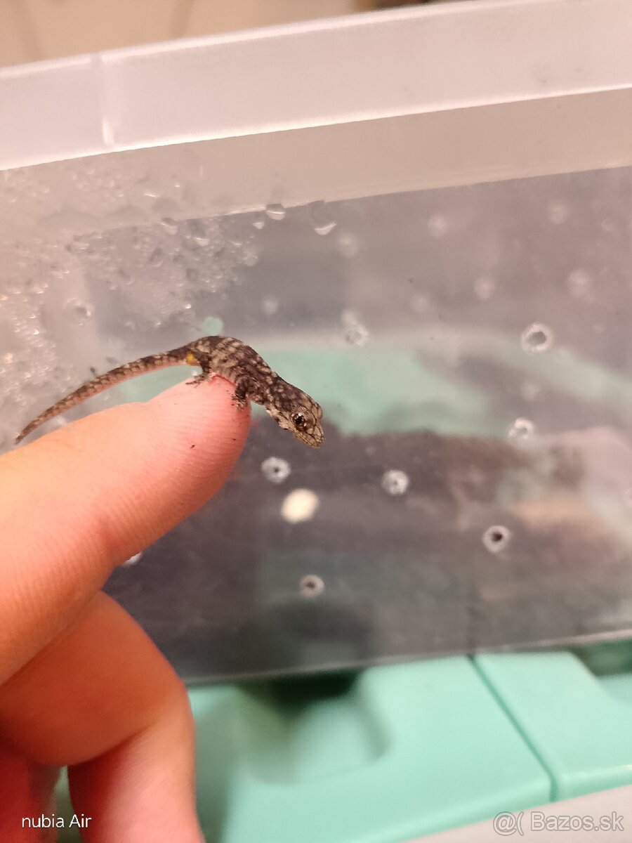 Western chameleon gecko - 2