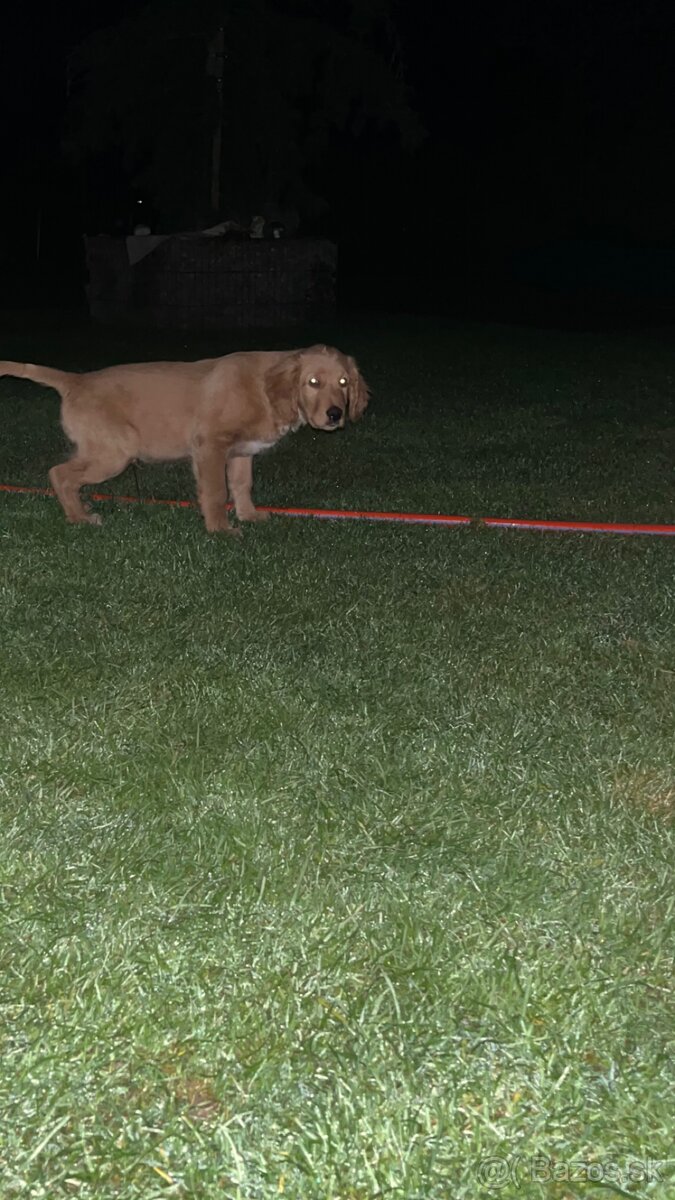 Predám Zlatého Retrievera - 2