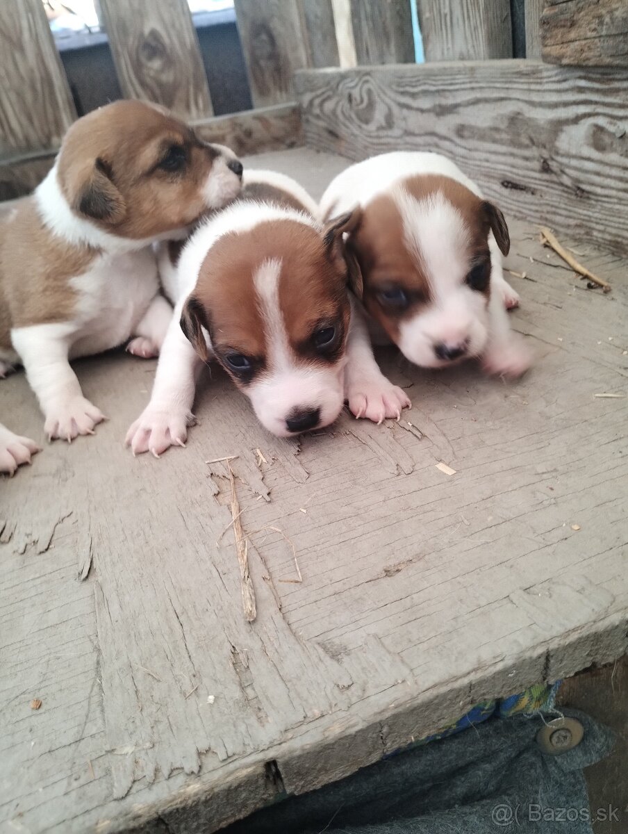 Jack Russel terier - 2