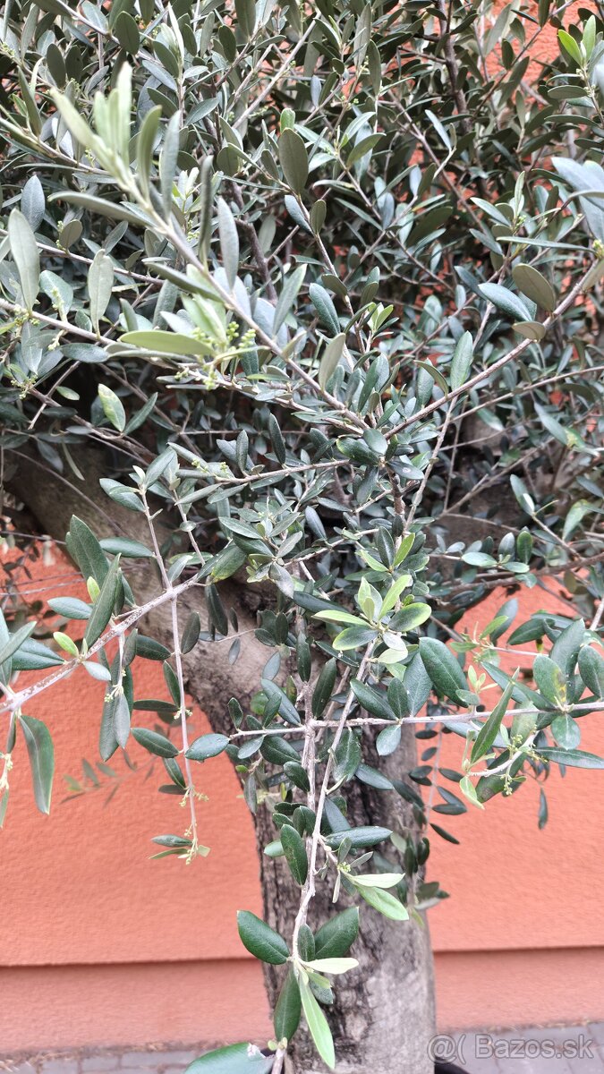 Predám olivovník - 2