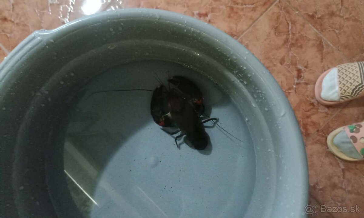 Cherax destructor rak - 2