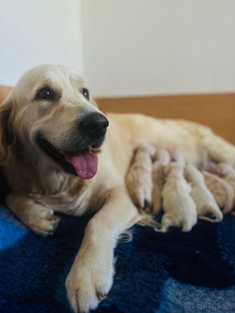 Zlaty retriever Golden retriever šteniatka s pp - 2