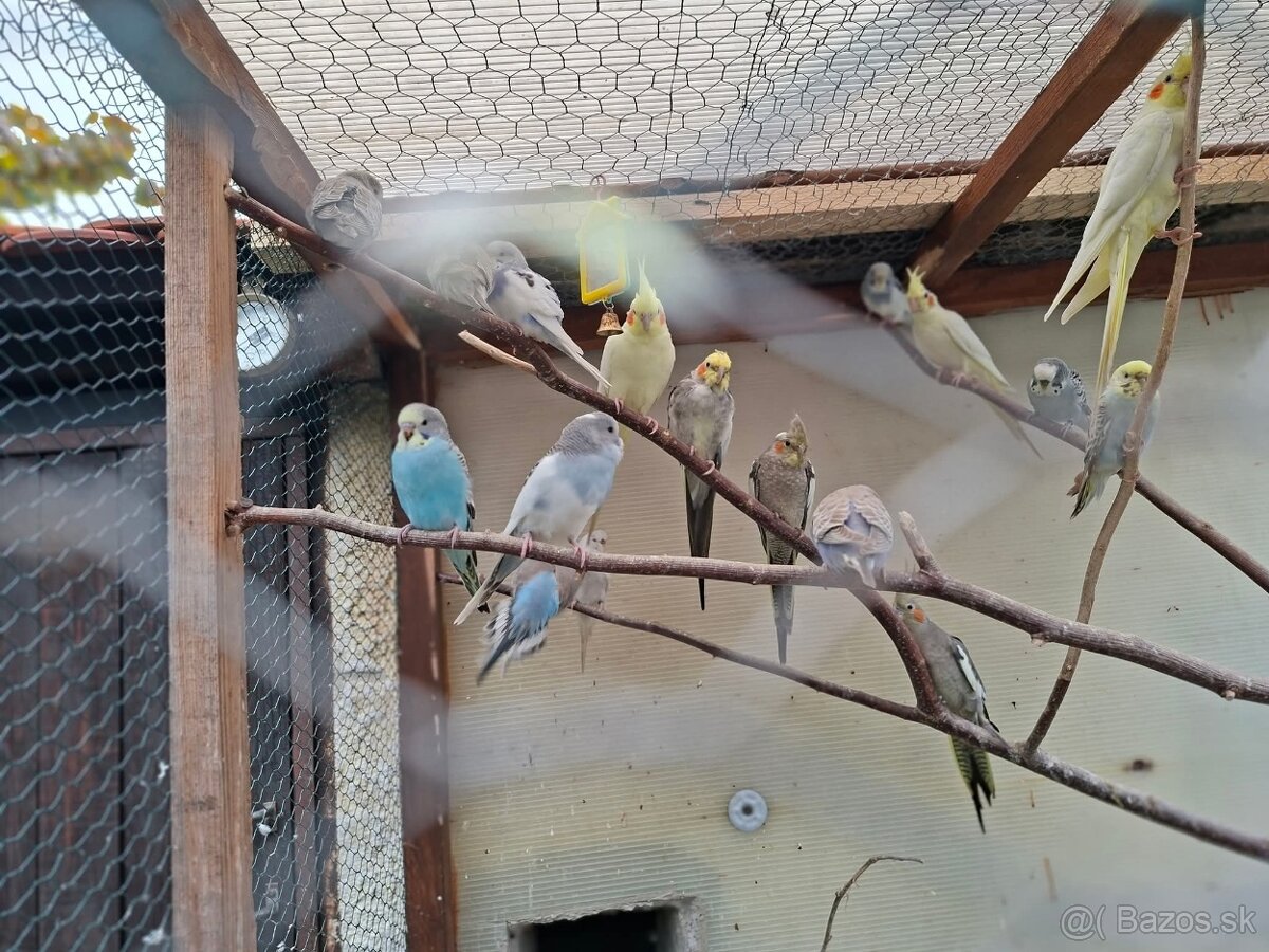 Predam korely a andulky - 2