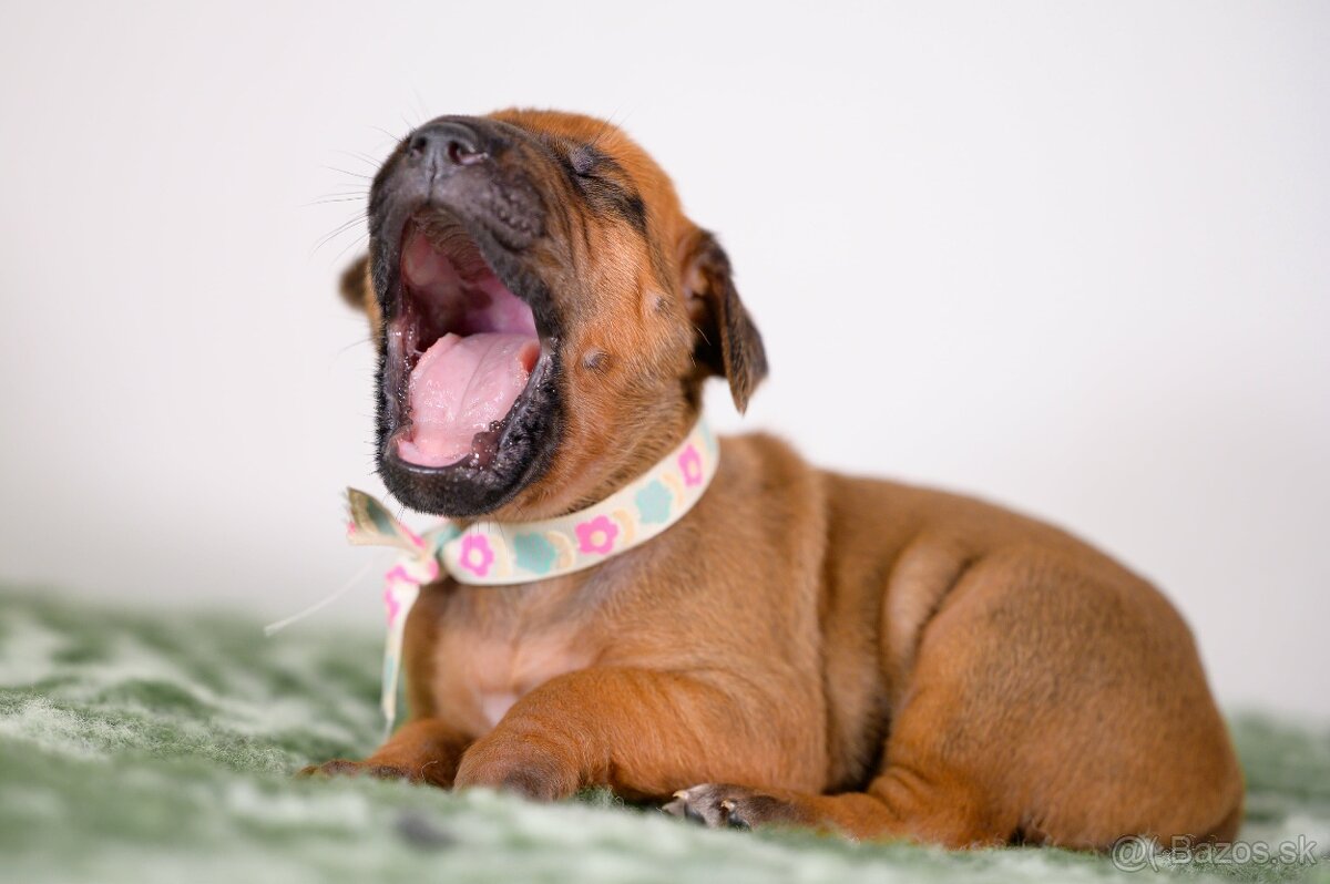 Rhodesian ridgeback - 2