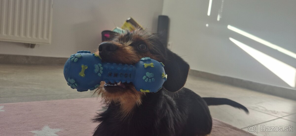 Darujem do dobrých rúk - 2