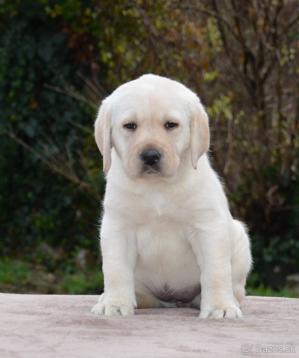 Labrador retriever šteniatka s PP - 2