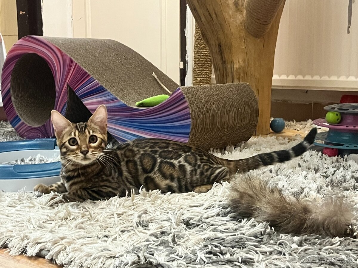 Bengalska mačka - 2