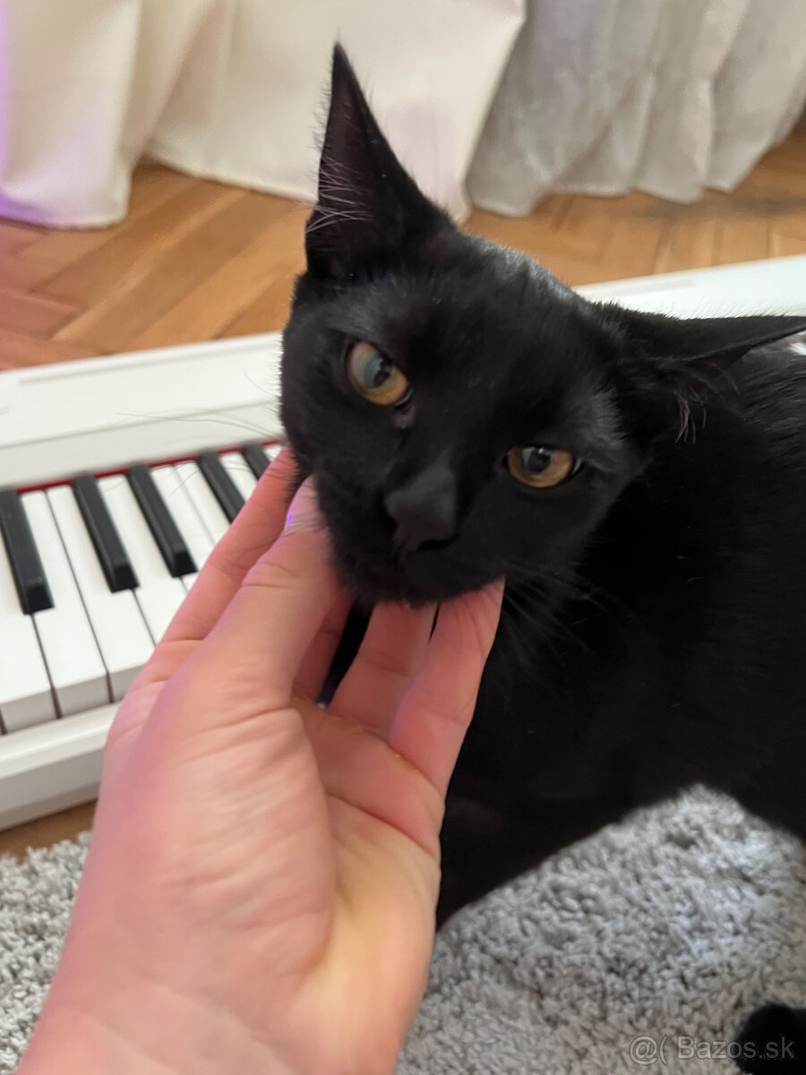 Darujeme mačku do dobrých rúk 🙏🏽 - 2