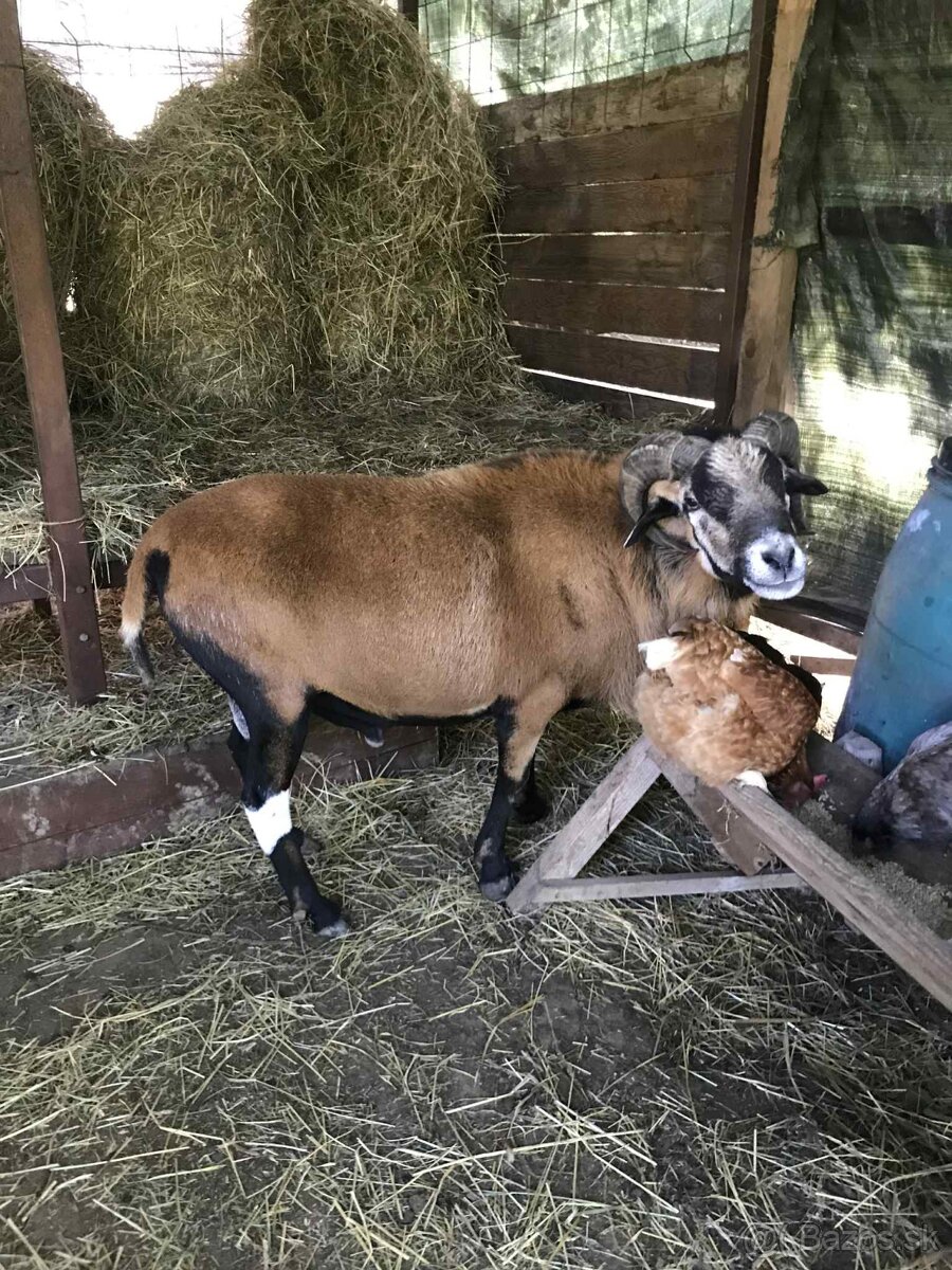 Predám kamerunské ovce - 2