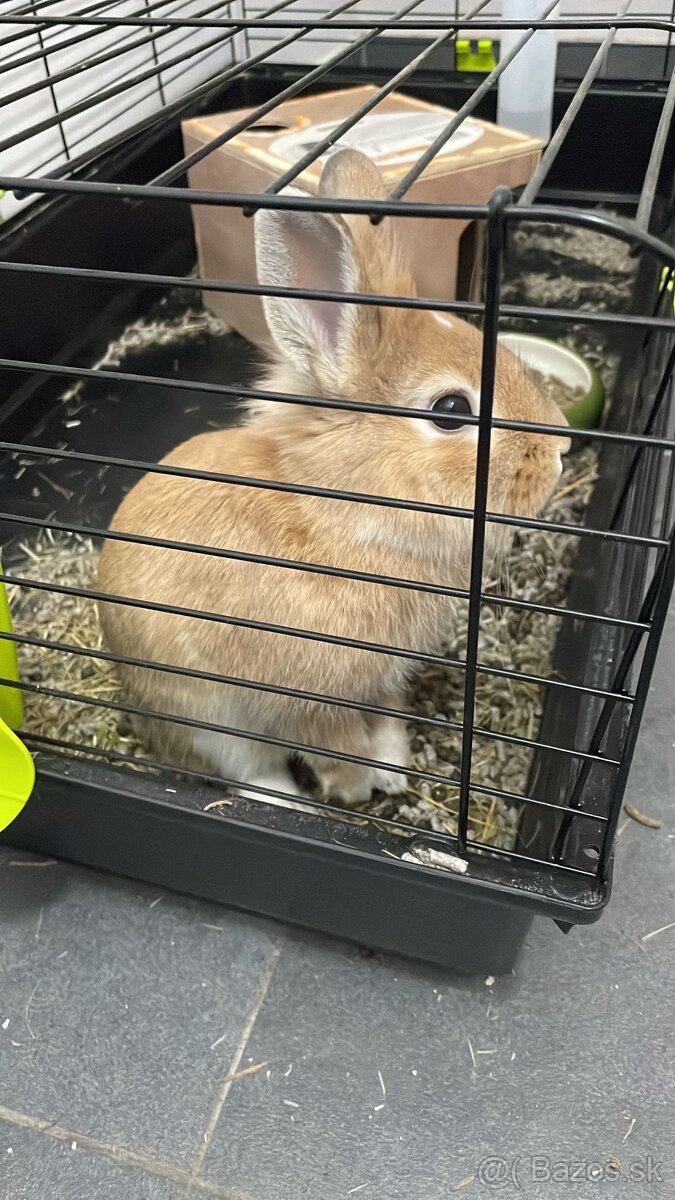 Domáci zajac maly - 2