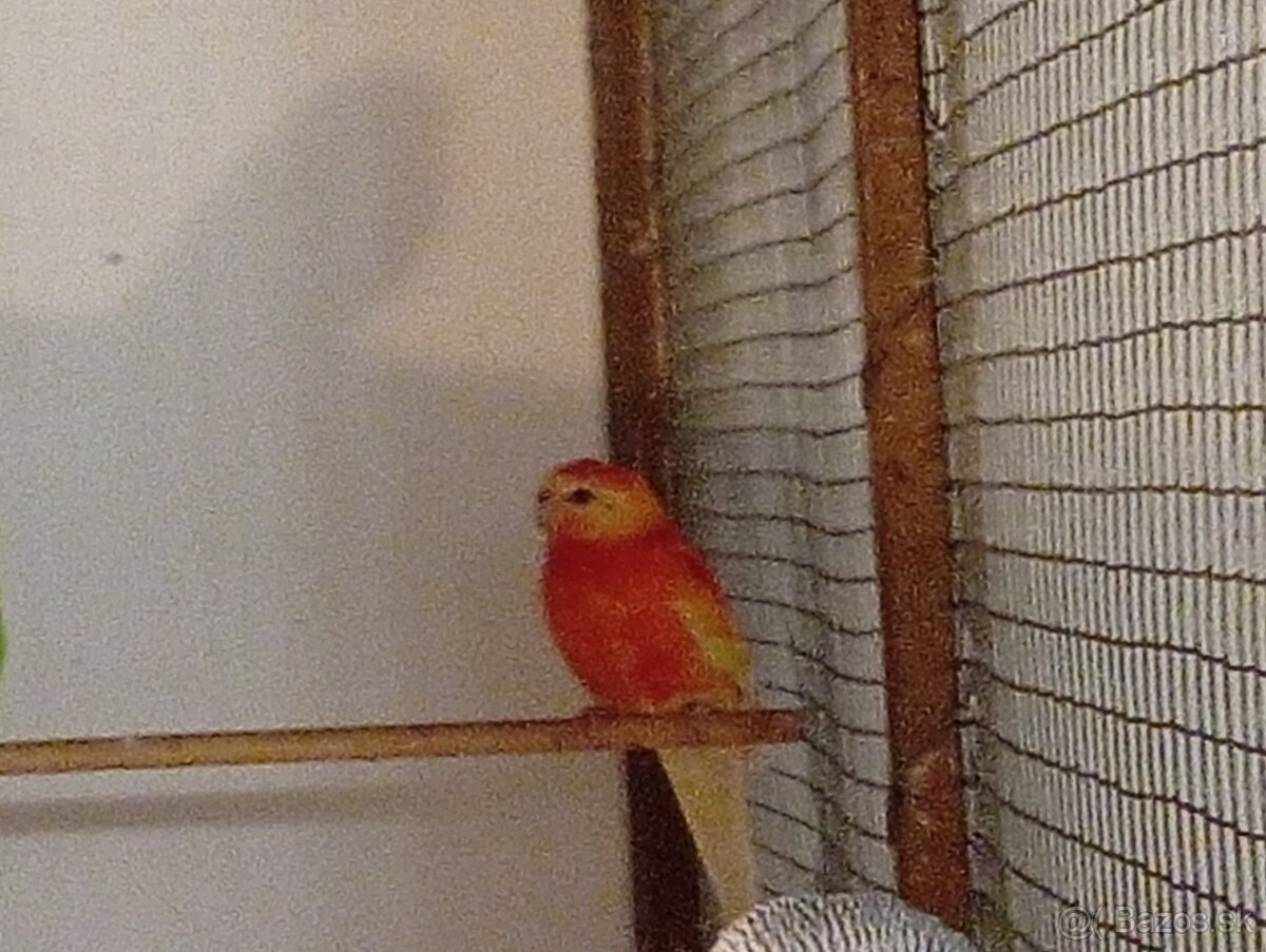 Papagáj spevavý. - 2