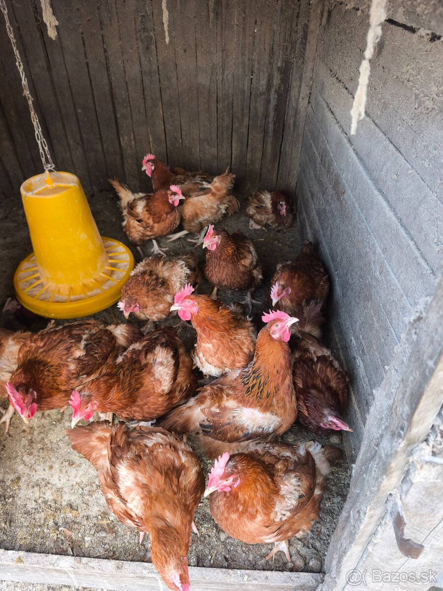 Predám sliepky Kalimero - 2