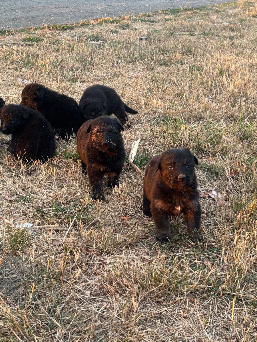 Nemeckí vlcak - 2