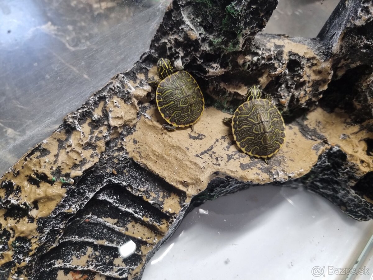 Vodná korytnačka - 2