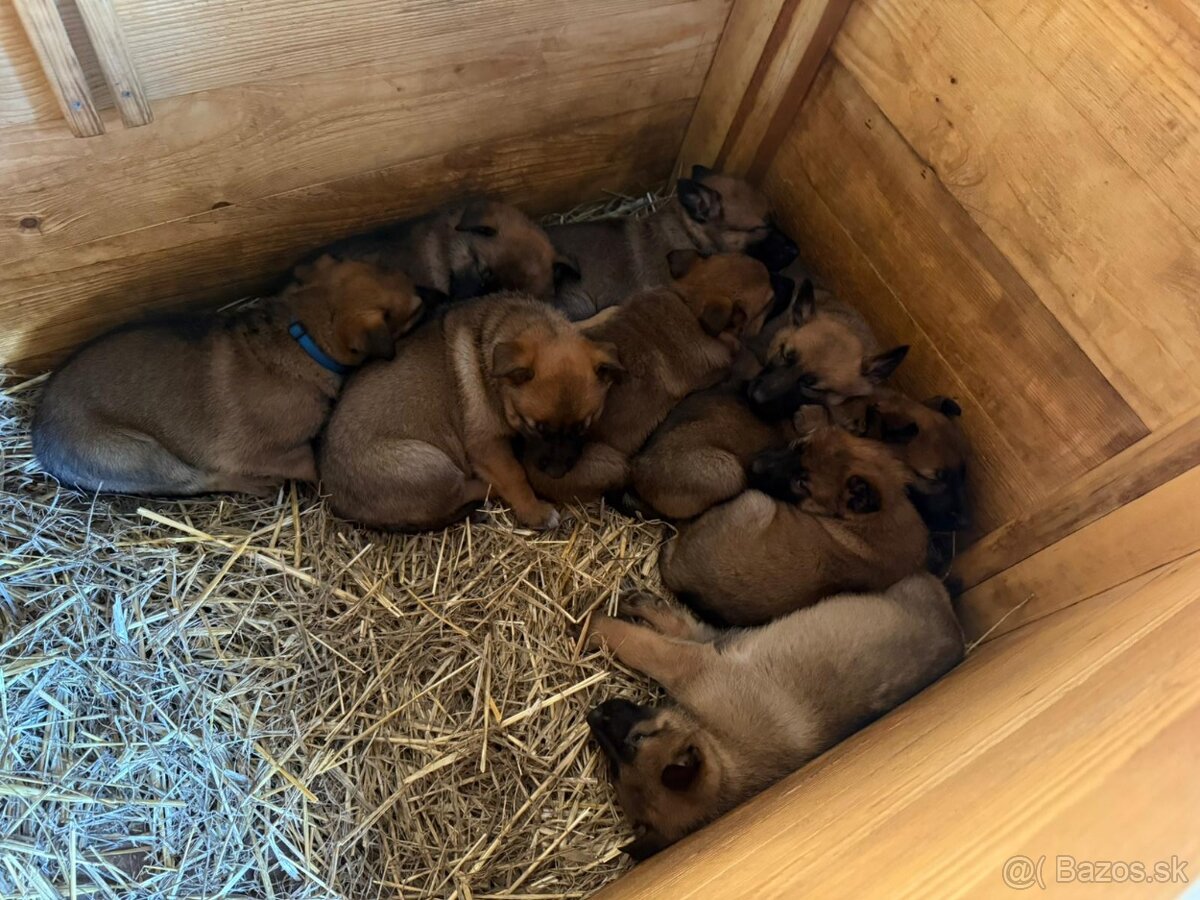 šteniatka kríženec nemecko-belgický ovčiak (cross) - 2