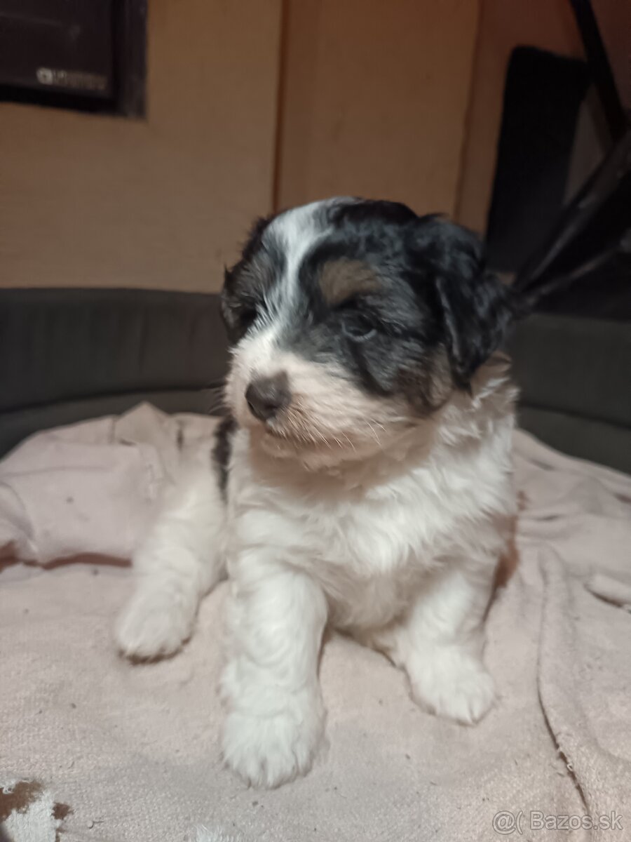 Ponúkam šteniatka - 2