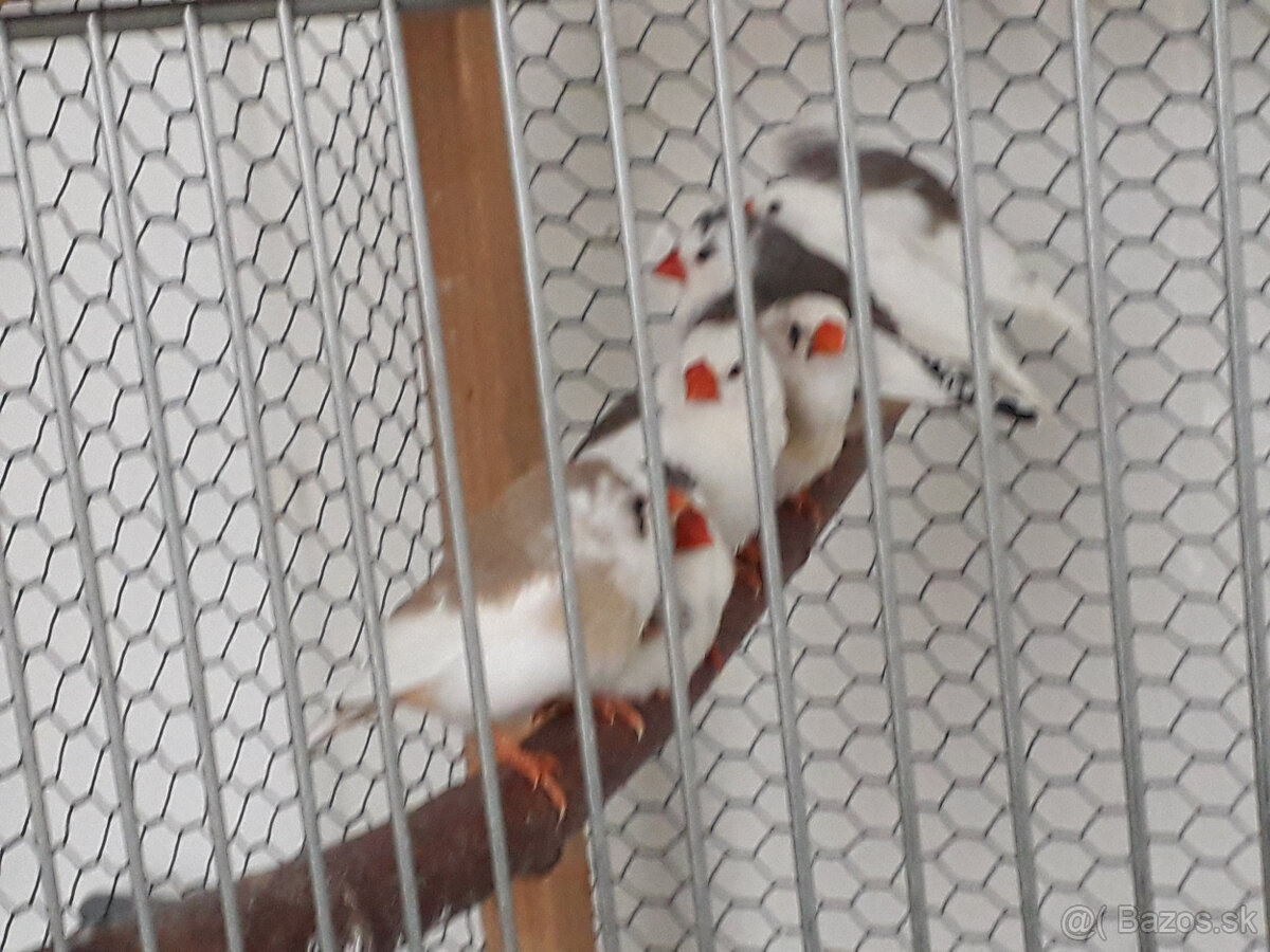 predám zebričky a andulky - 2