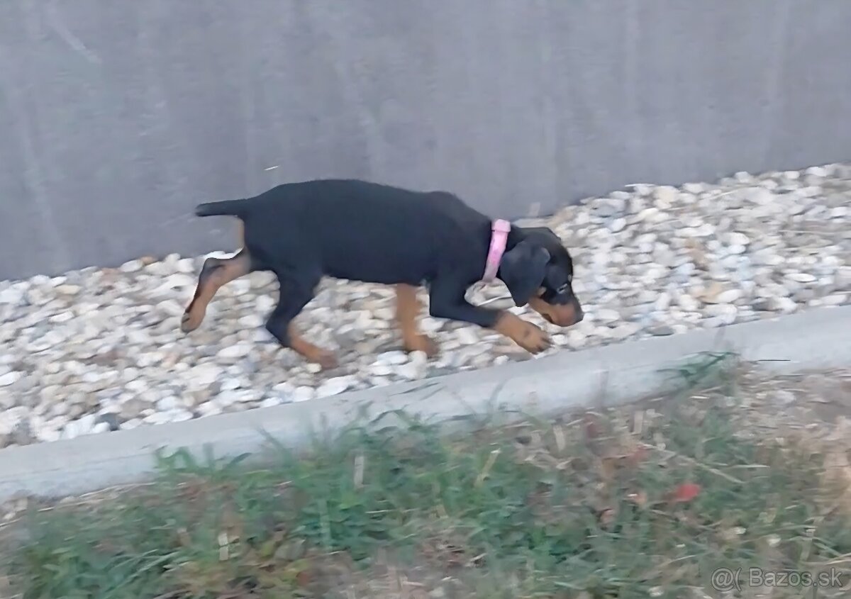 Doberman fenka - 2