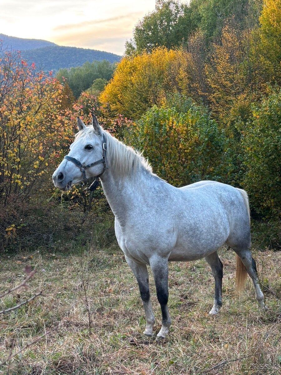 Predam kobylu - 2