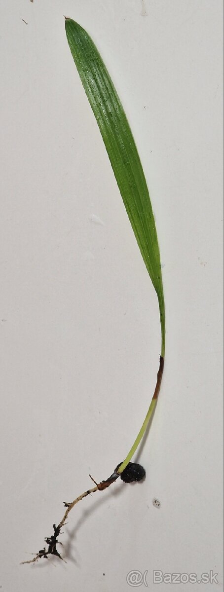 Sadenice mrazuvzdornej palmy Trachycarpus fortunei - 2