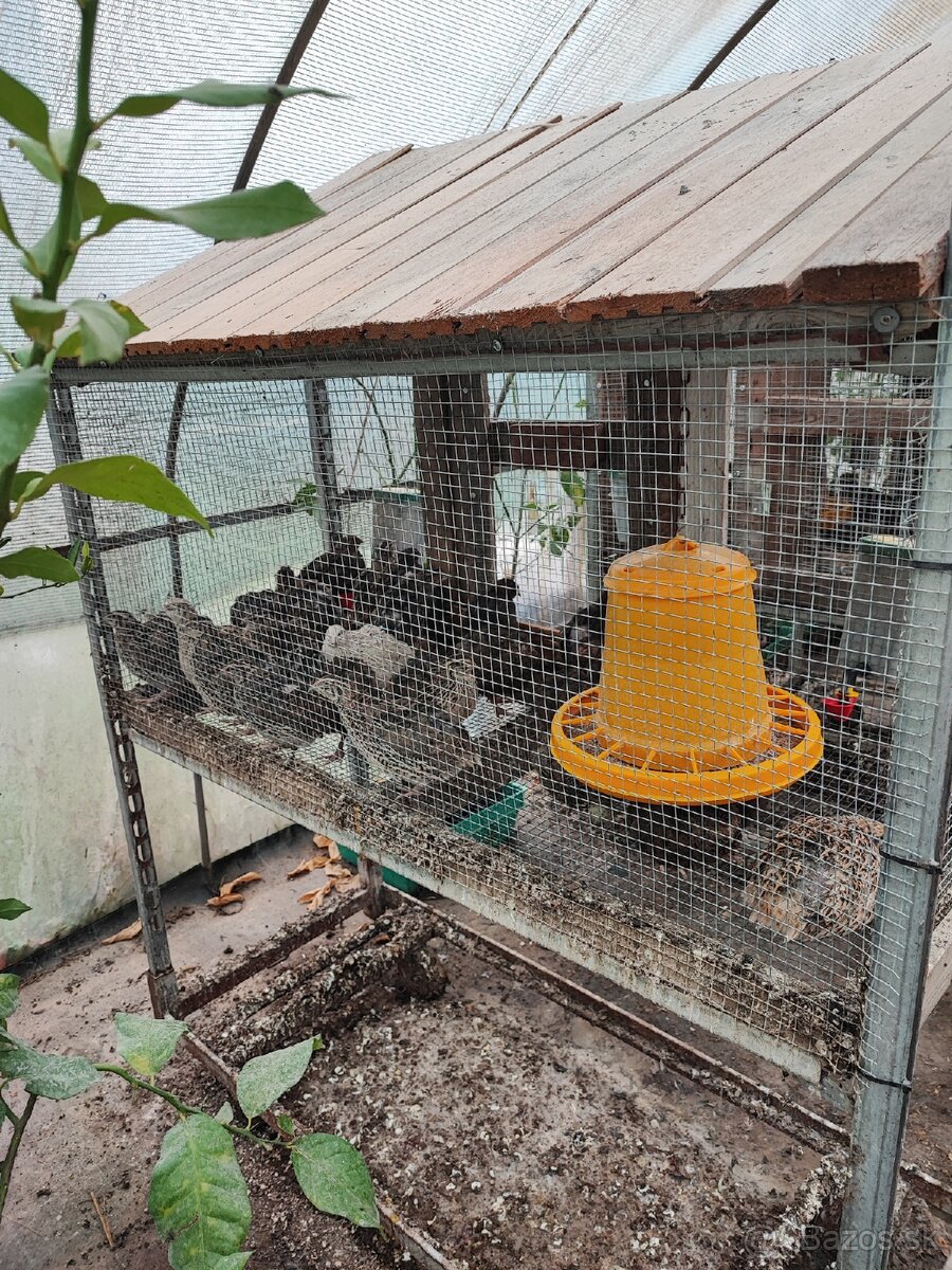 Klietka / voliera - 2