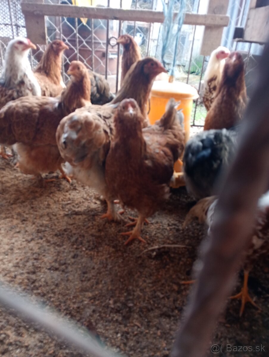 Brahman, brahmanky - 2