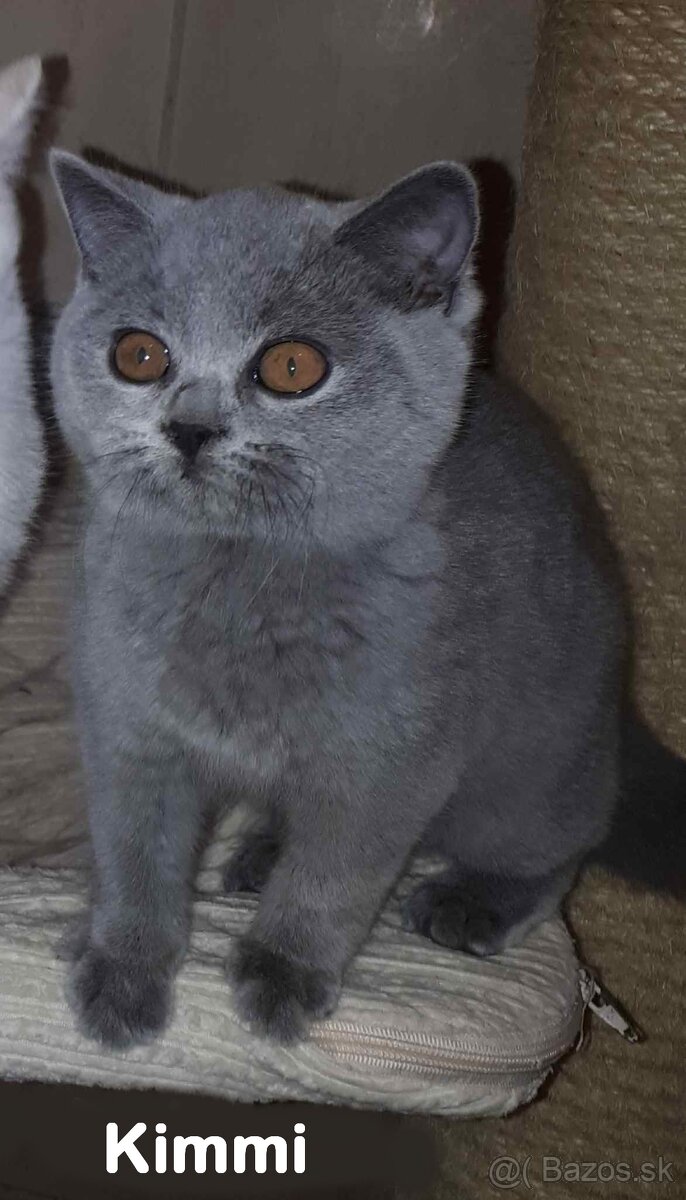 Britské mačiatka s PP - 2