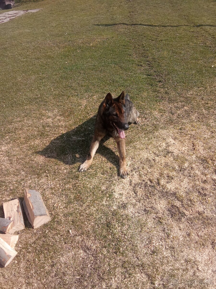 Nemecký ovčiak - 2