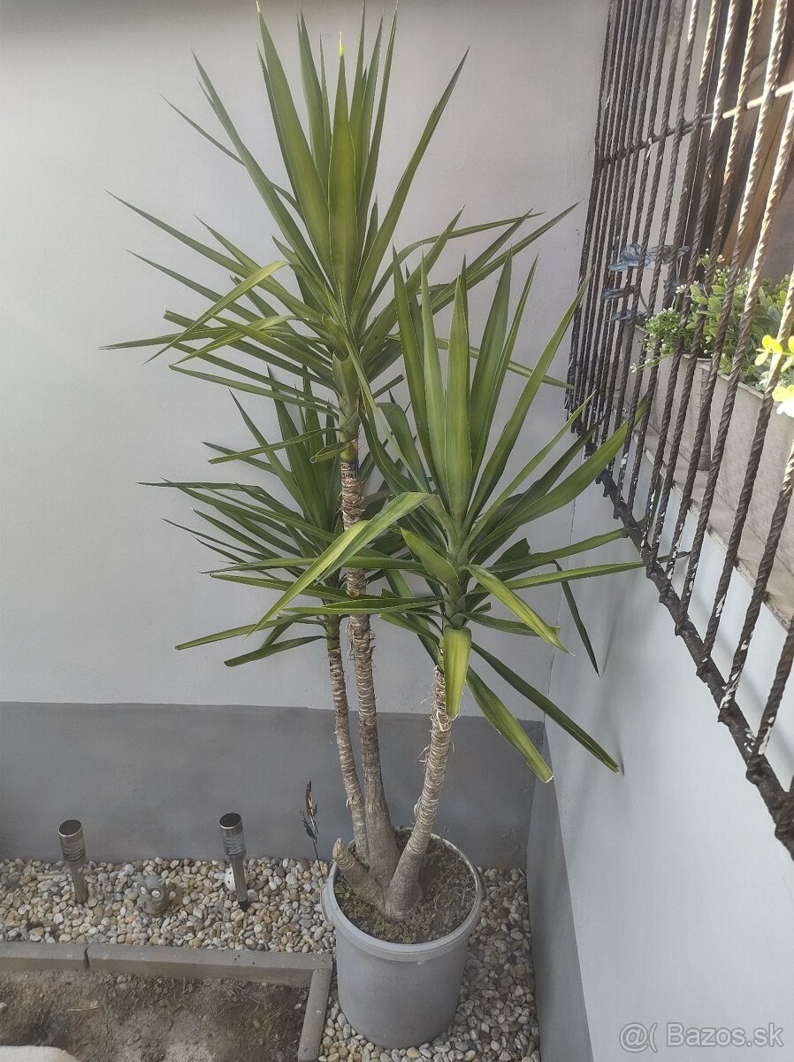 Yuka cca 15 ročná vyška 220cm - 2