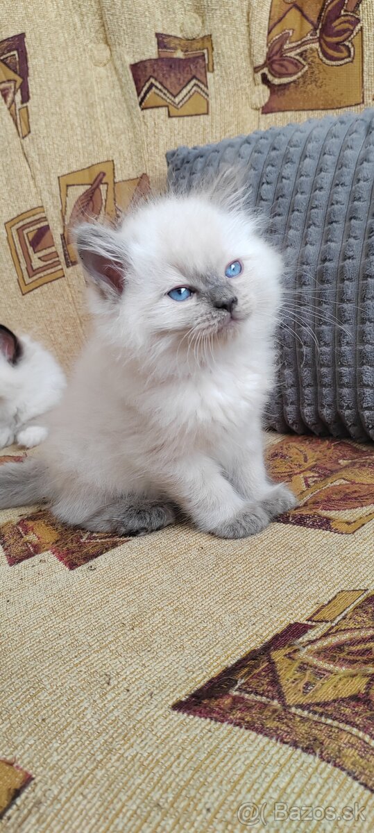 Predám Ragdoll - 2