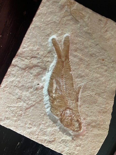 Fosília, skamenelina, rybka - inzerát č.1 Libanon REZERVE - 2