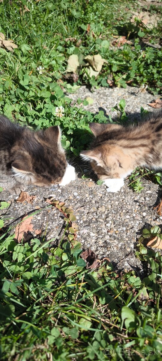 🐱 Darujem dve krásne tigríkové mačiatka 🐱 - 2