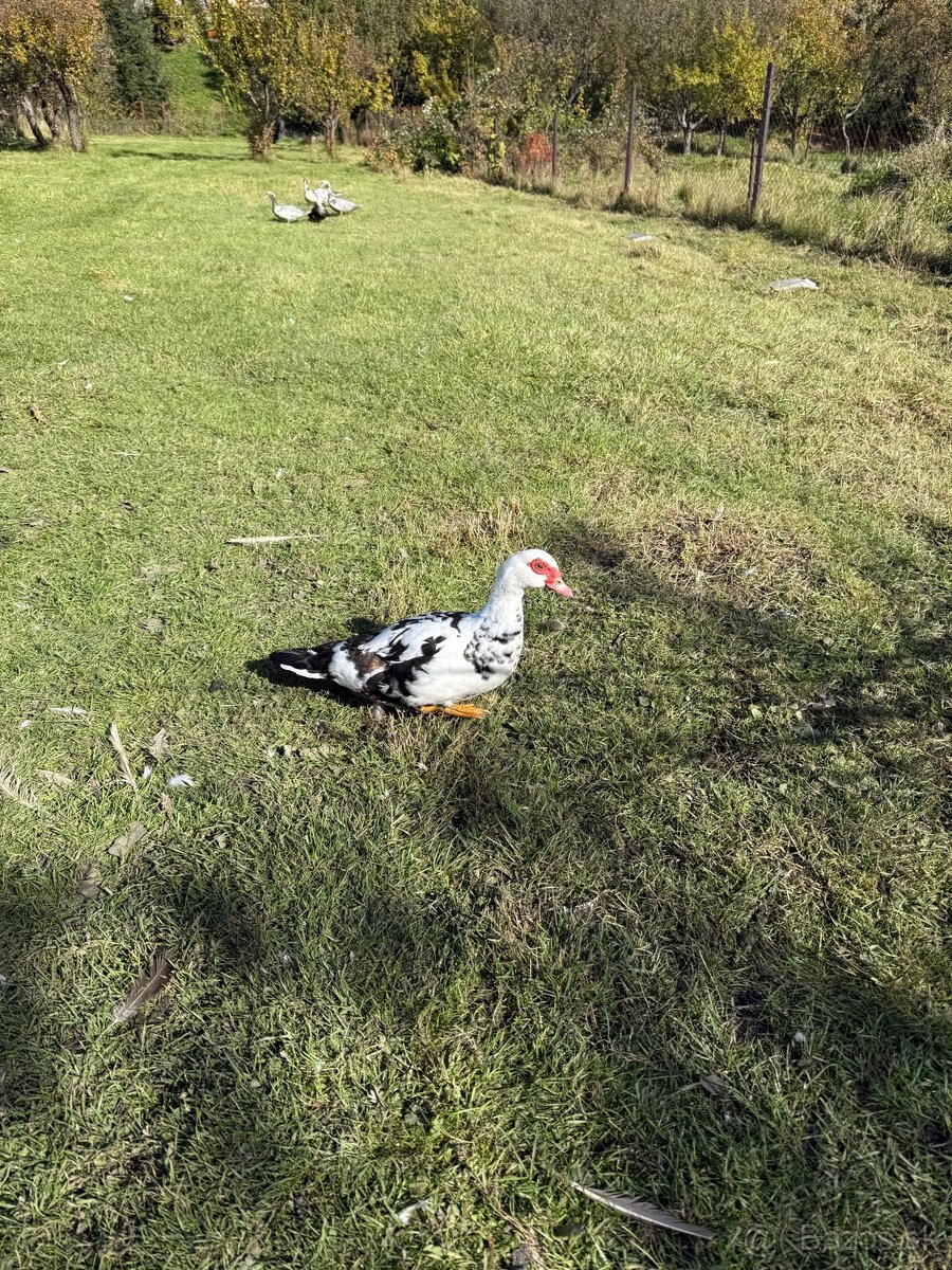 Kačka pižmová - 2