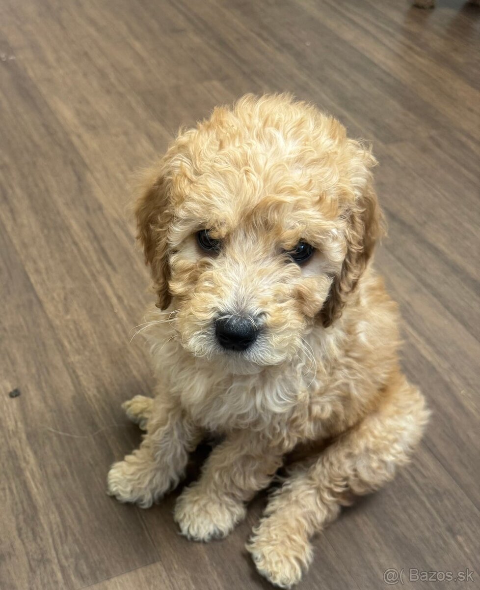 Goldendoodle - 2