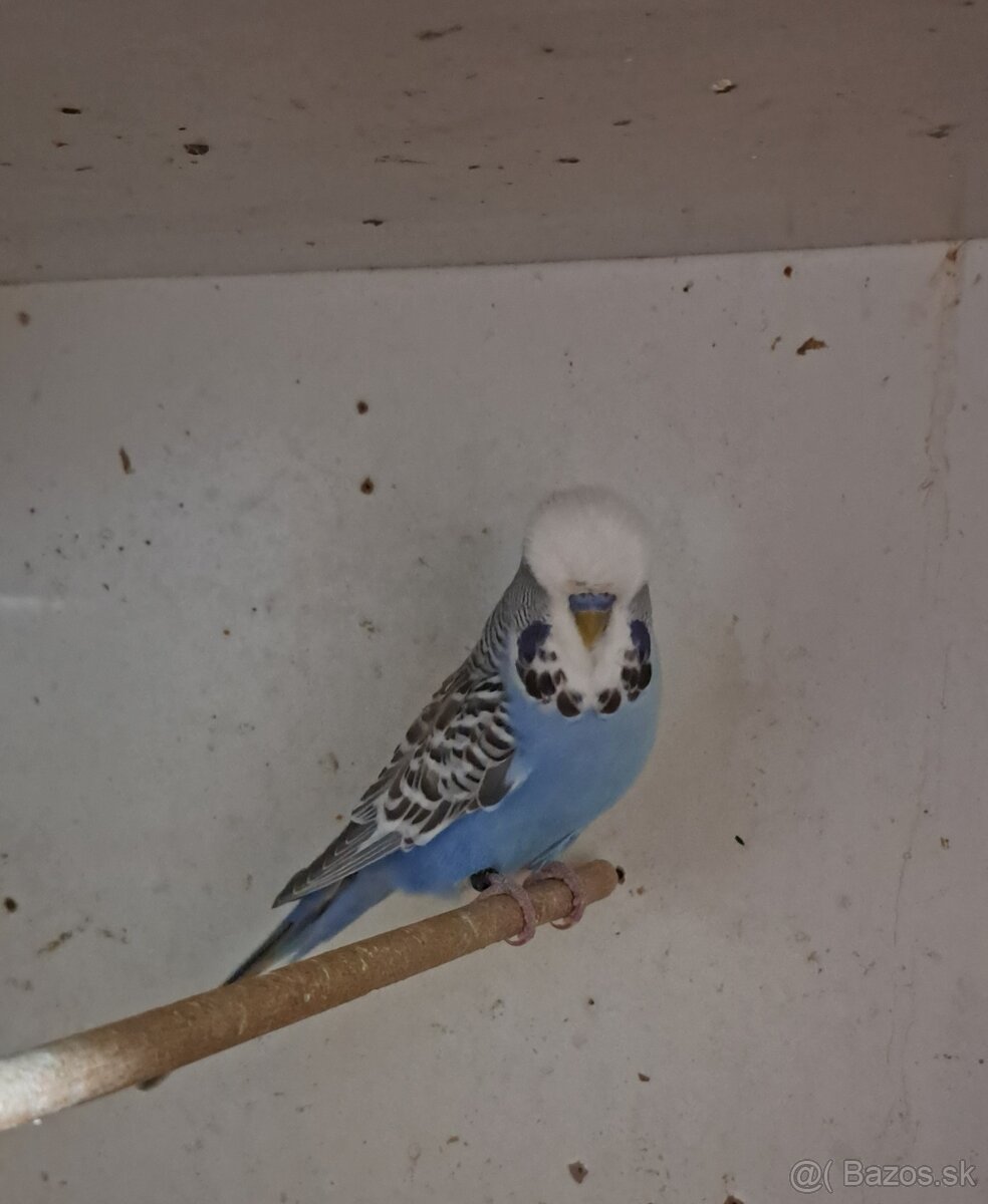 Výstavné andulky - 2