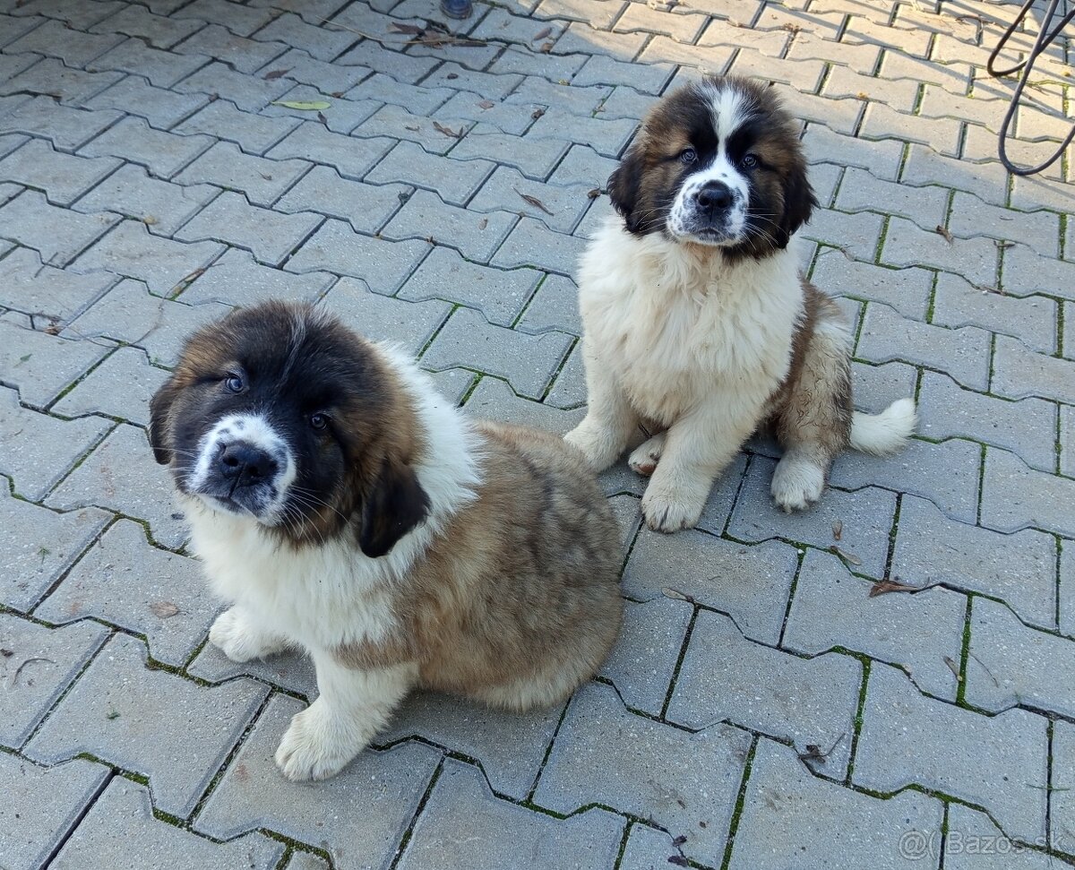 Moskovský strážny pes – 2 voľní psi (vrh B) - 2