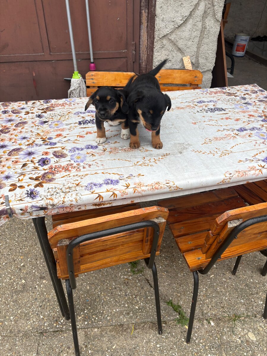 Darujem steniatka. - 2