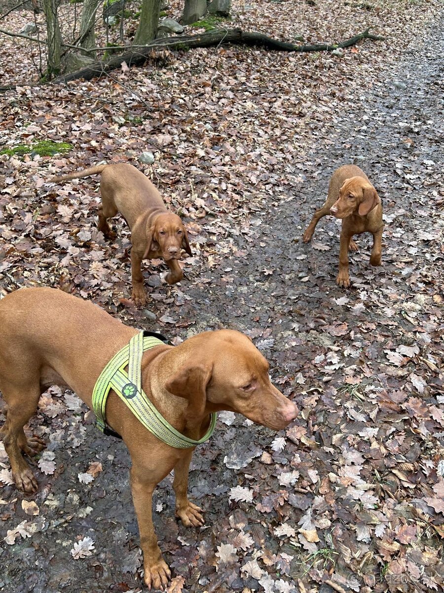 Madarska vyzla - steniatka - 2