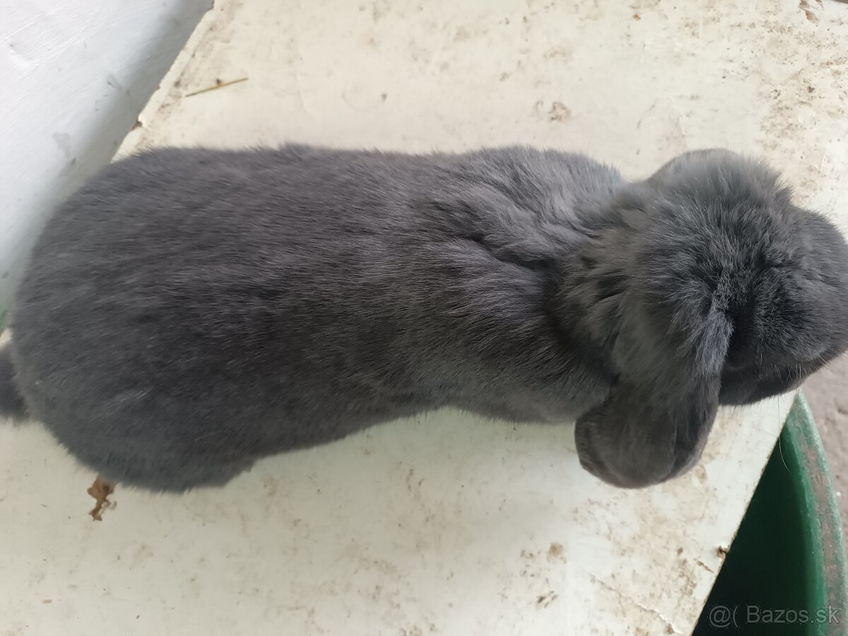 Francúzsky baran - 2