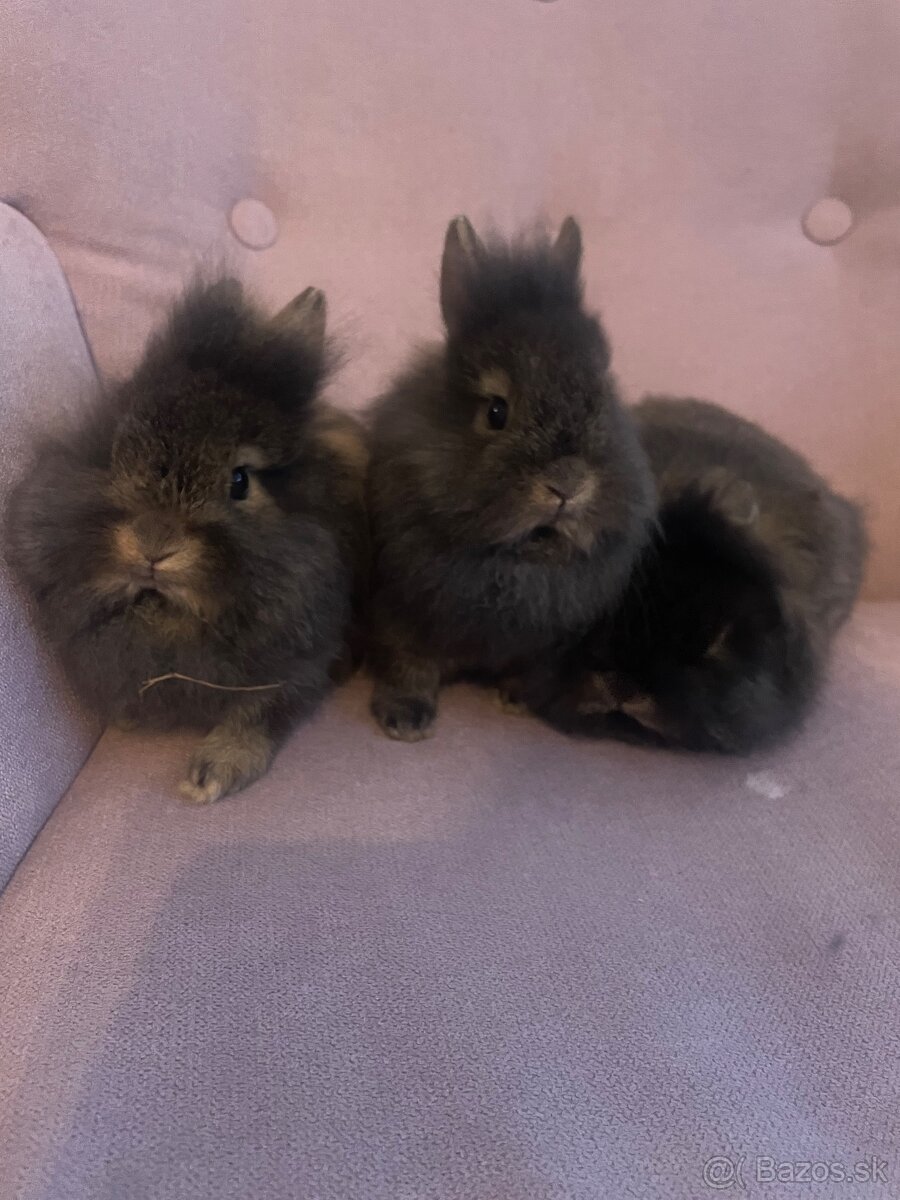 Zakrslý králik s Teddy génom - 2