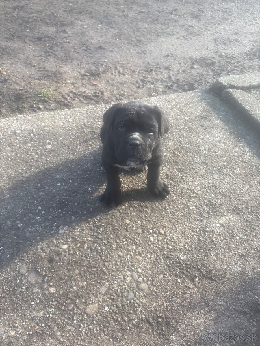 Cane Corso - 2