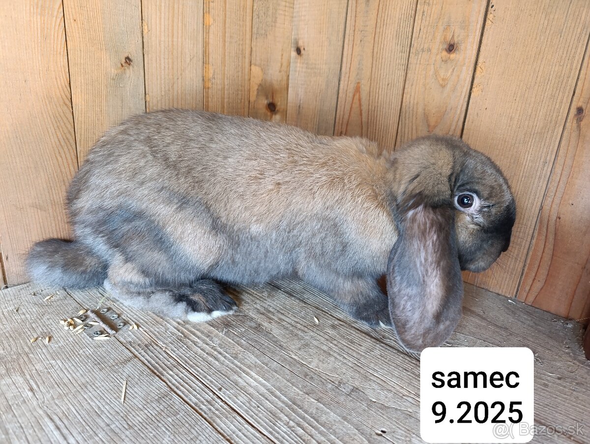 Francúzsky baran - 2