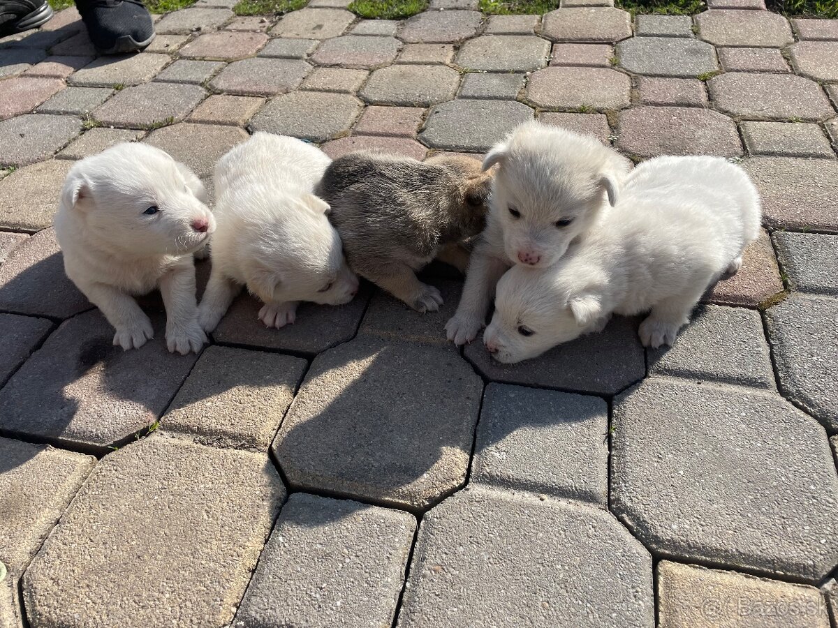 Máme na predaj šteniatka - 2