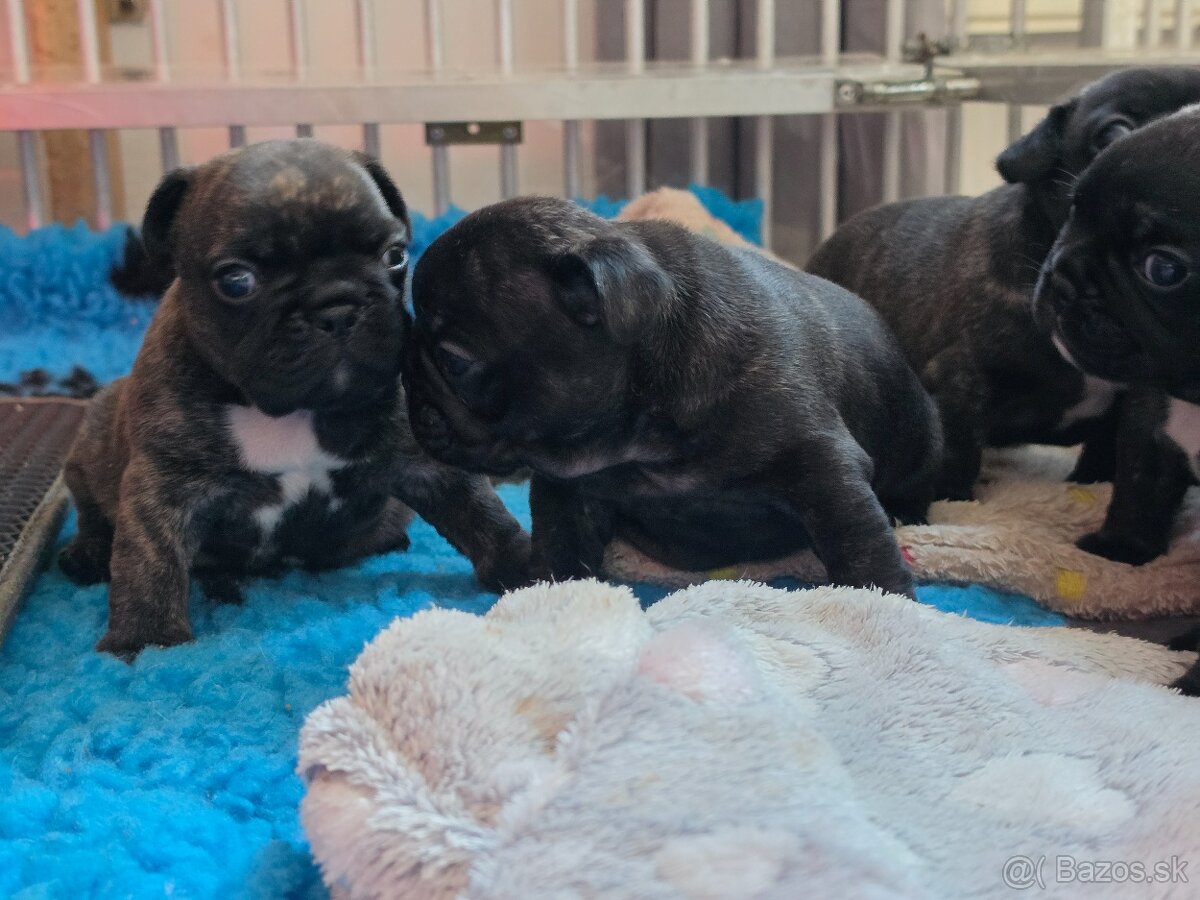 Francúzsky buldoček - 2